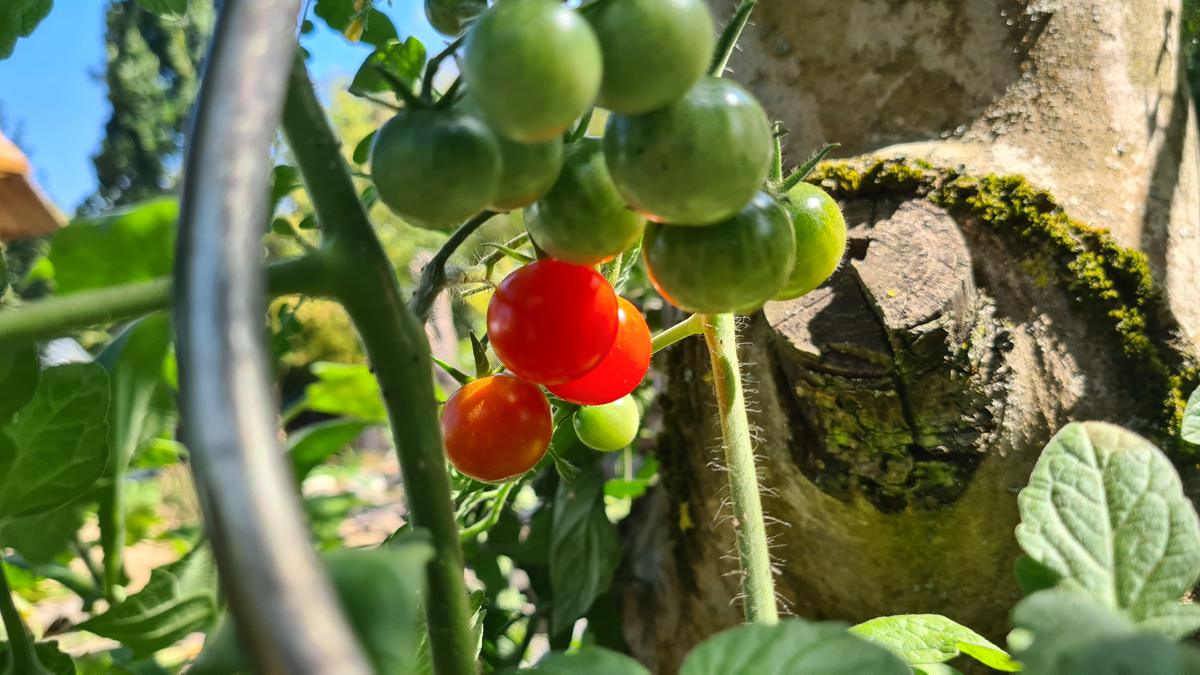 Garten